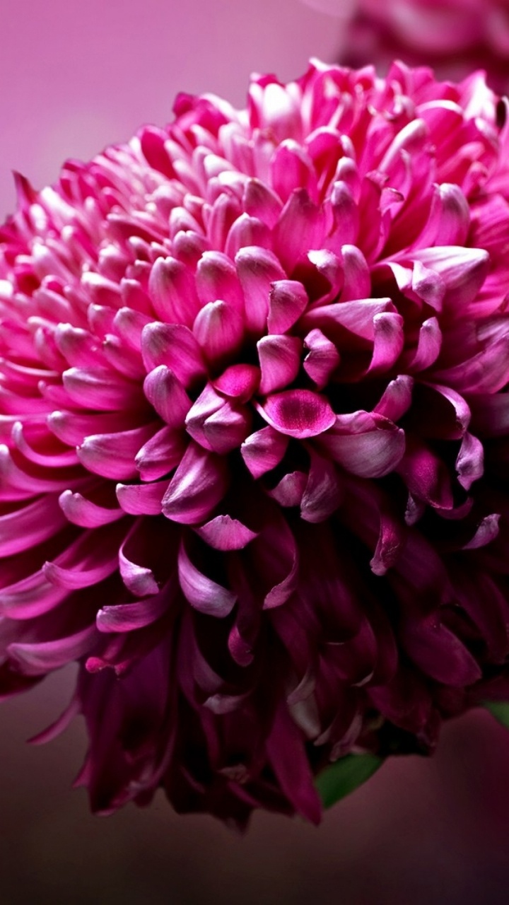 Fleur Pourpre Dans L'objectif à Basculement. Wallpaper in 720x1280 Resolution