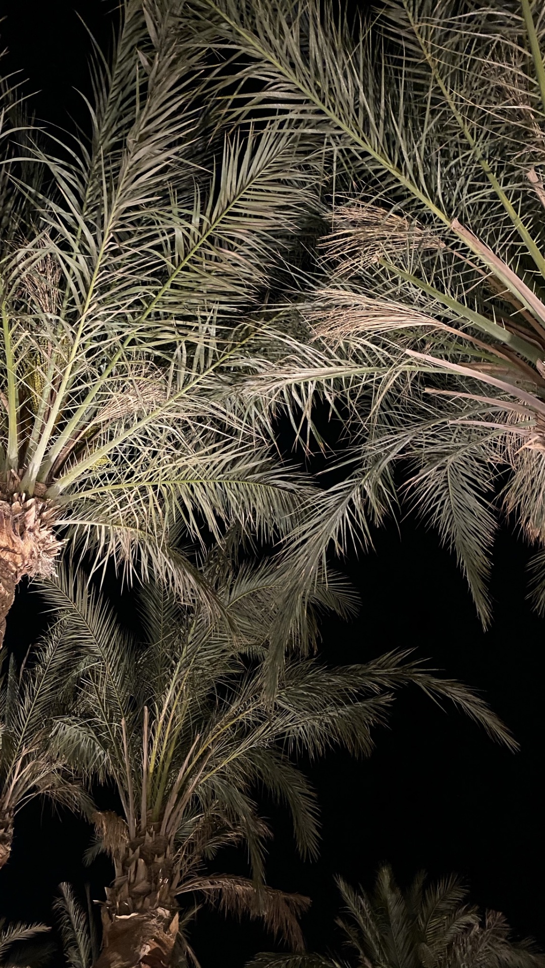 Vegetation, Babassu, Oil Palms, Plant, Terrestrial Plant. Wallpaper in 1080x1920 Resolution