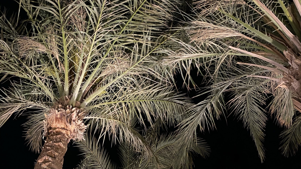 Végétation, De Babassu, Palmiers à Huile, Plante Terrestre, Fruits. Wallpaper in 1280x720 Resolution