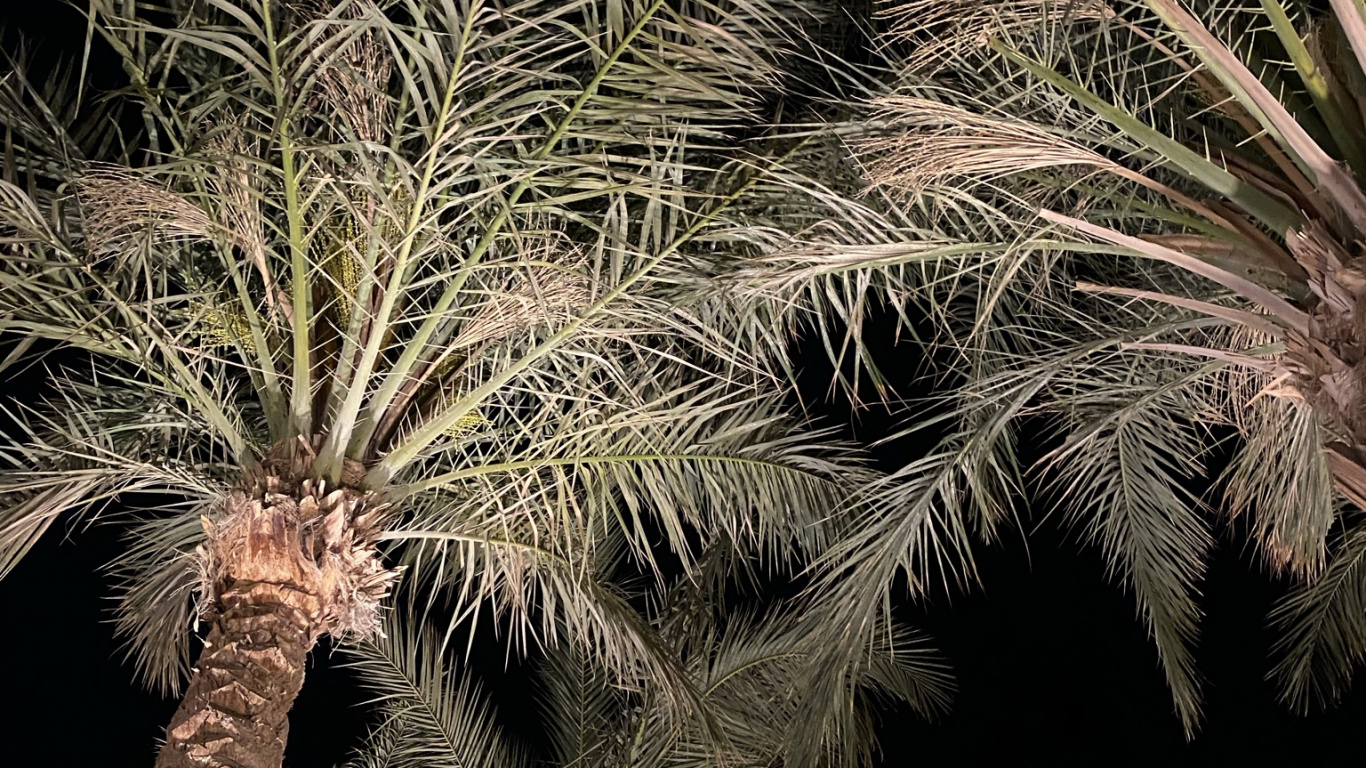 Végétation, De Babassu, Palmiers à Huile, Plante Terrestre, Fruits. Wallpaper in 1366x768 Resolution