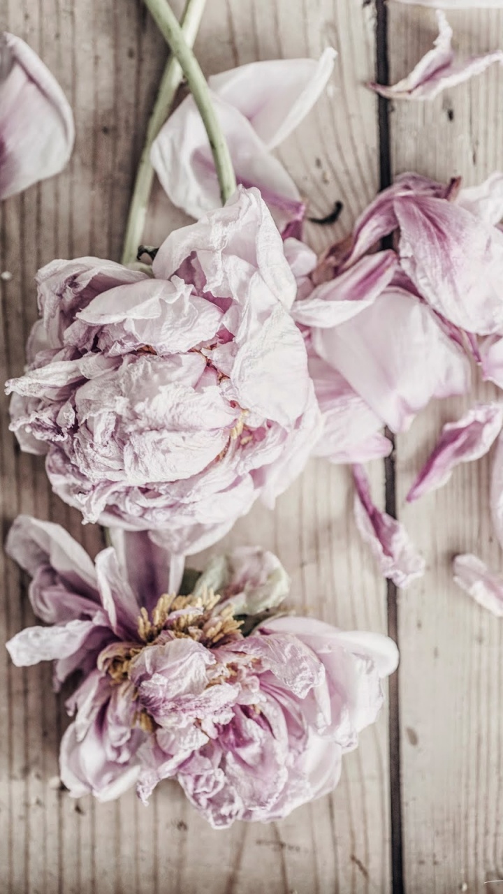 Fleurs Blanches et Violettes Sur Une Surface en Bois Marron. Wallpaper in 720x1280 Resolution