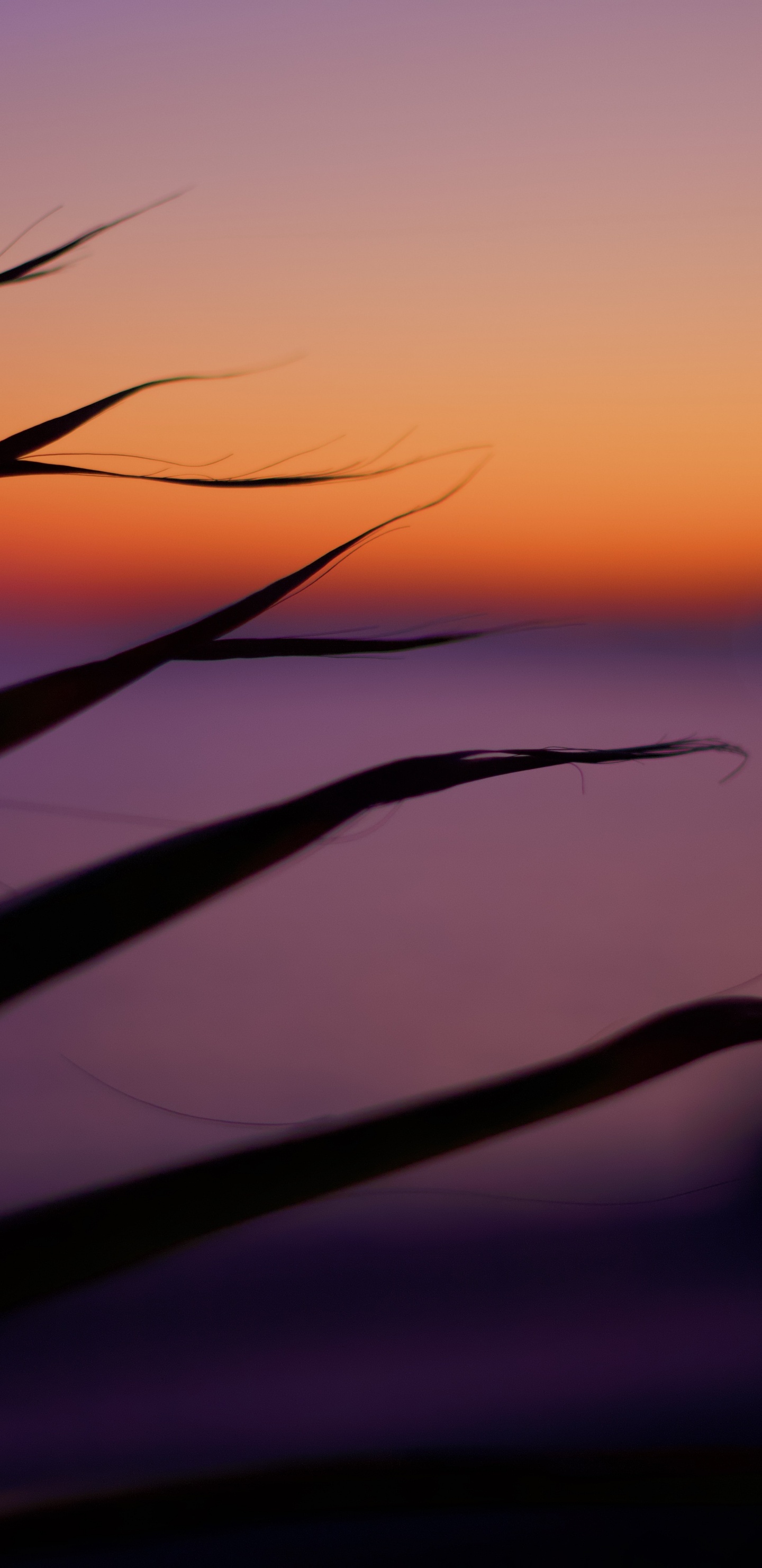 Silhouette D'herbe Pendant le Coucher du Soleil. Wallpaper in 1440x2960 Resolution