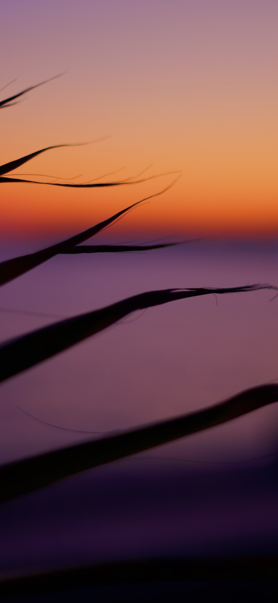 Silhouette Des Grases Bei Sonnenuntergang. Wallpaper in 1125x2436 Resolution