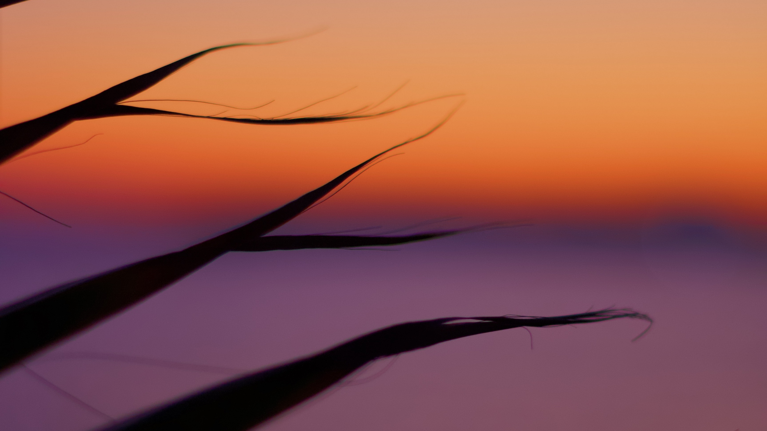 Silhouette of Grass During Sunset. Wallpaper in 2560x1440 Resolution