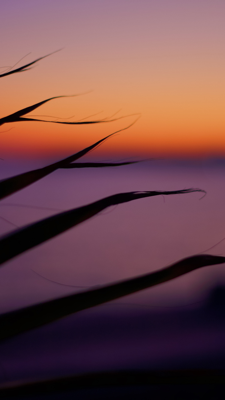 Silhouette of Grass During Sunset. Wallpaper in 750x1334 Resolution