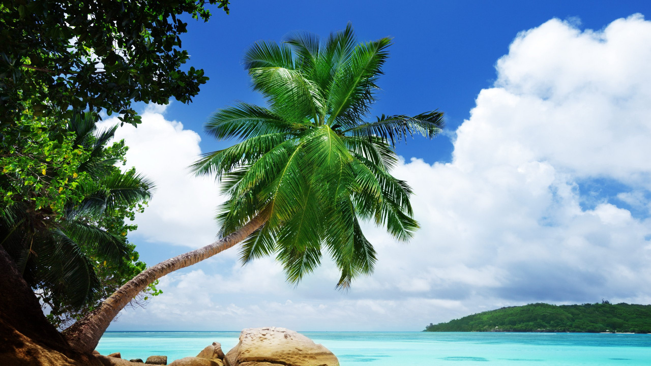 Green Palm Tree Near Body of Water During Daytime. Wallpaper in 1280x720 Resolution