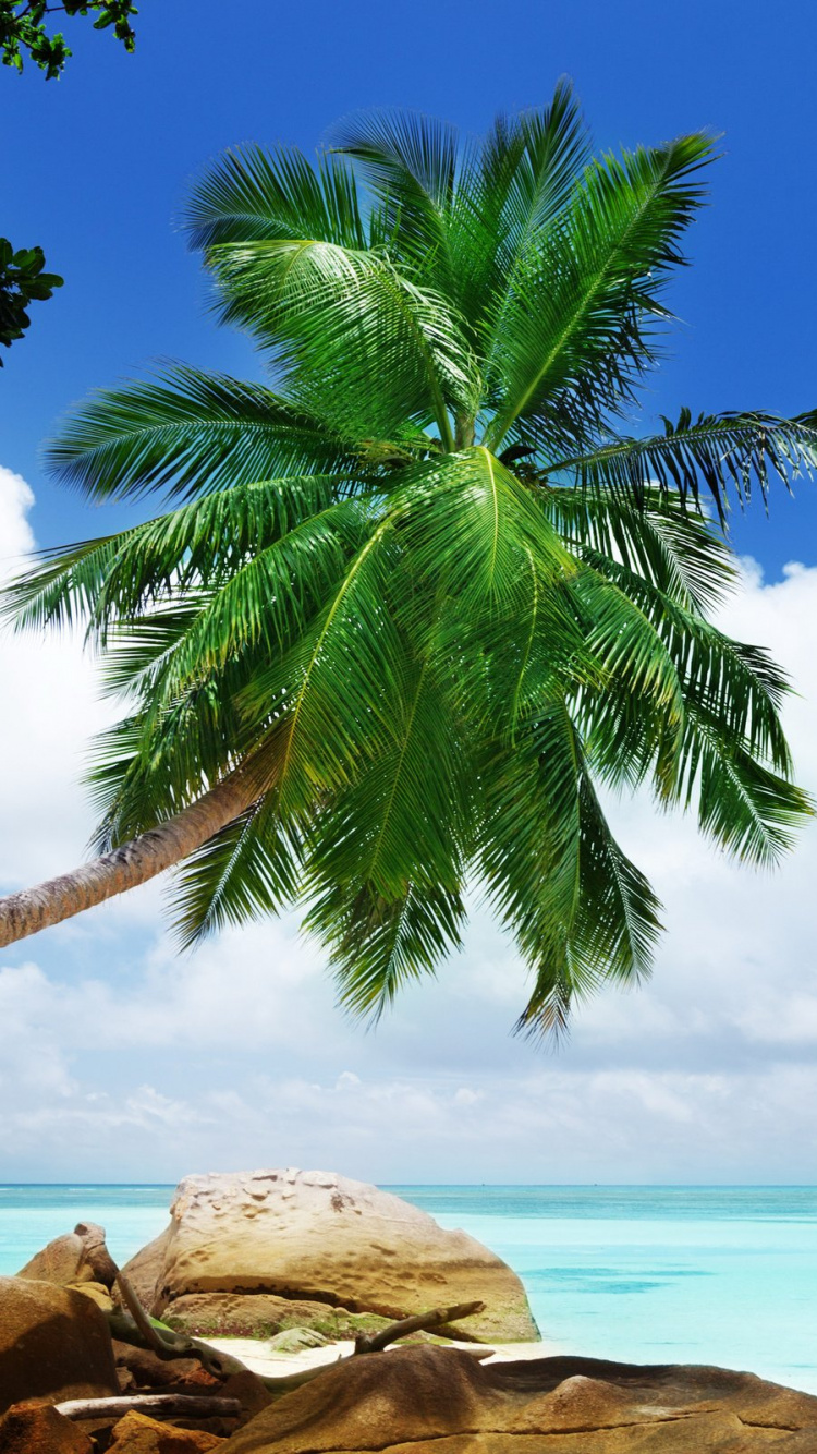 Green Palm Tree Near Body of Water During Daytime. Wallpaper in 750x1334 Resolution