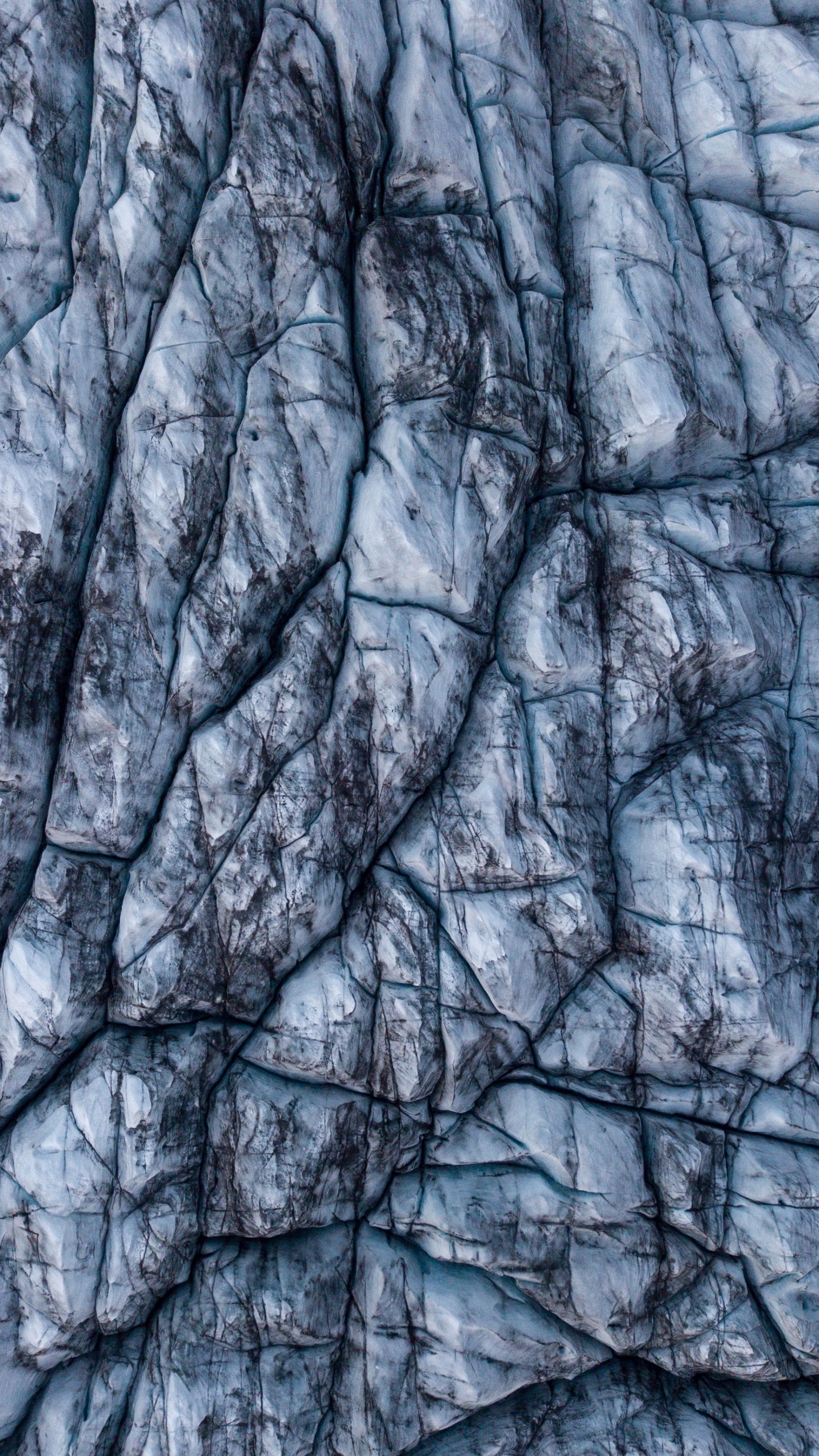 Tagsüber Brauner Baumstamm. Wallpaper in 1440x2560 Resolution