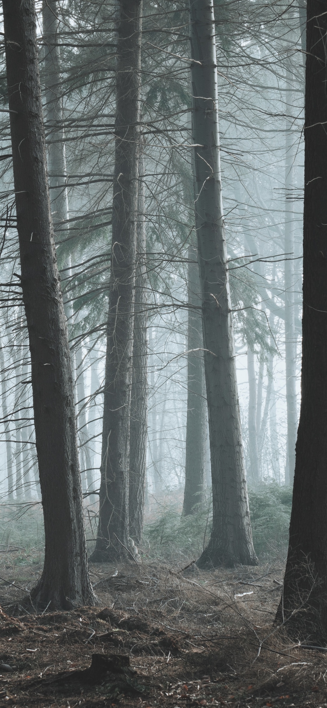 Baum, Wald, Natur, Natürlichen Umgebung, Nördlichen Hartholz-Wald. Wallpaper in 1125x2436 Resolution