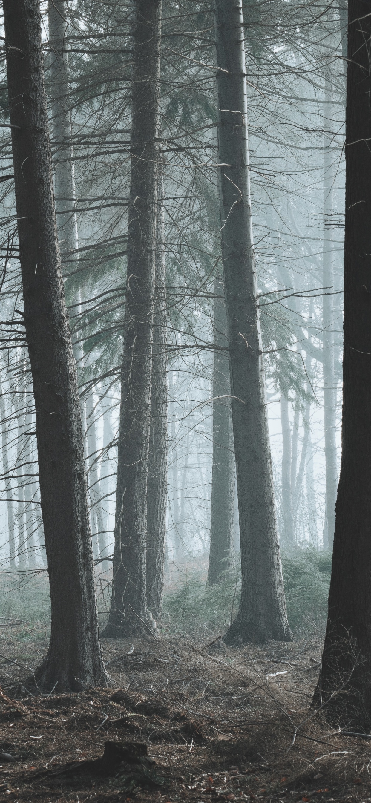 Baum, Wald, Natur, Natürlichen Umgebung, Nördlichen Hartholz-Wald. Wallpaper in 1242x2688 Resolution