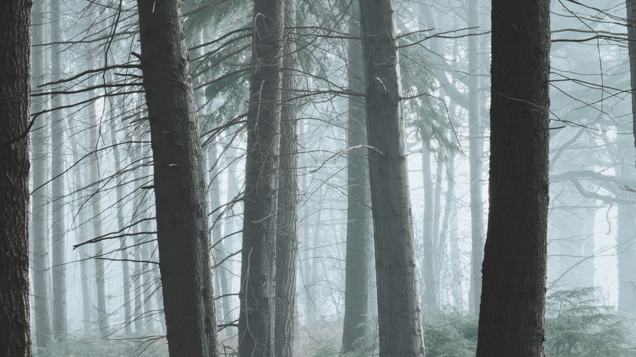 Baum, Wald, Natur, Natürlichen Umgebung, Nördlichen Hartholz-Wald. Wallpaper in 1280x720 Resolution