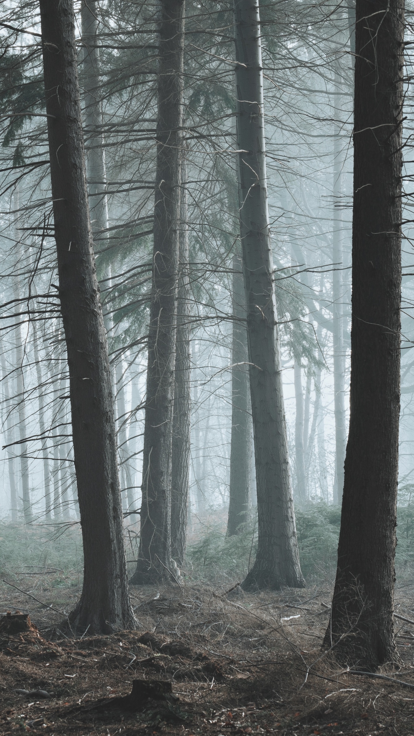 Baum, Wald, Natur, Natürlichen Umgebung, Nördlichen Hartholz-Wald. Wallpaper in 1440x2560 Resolution