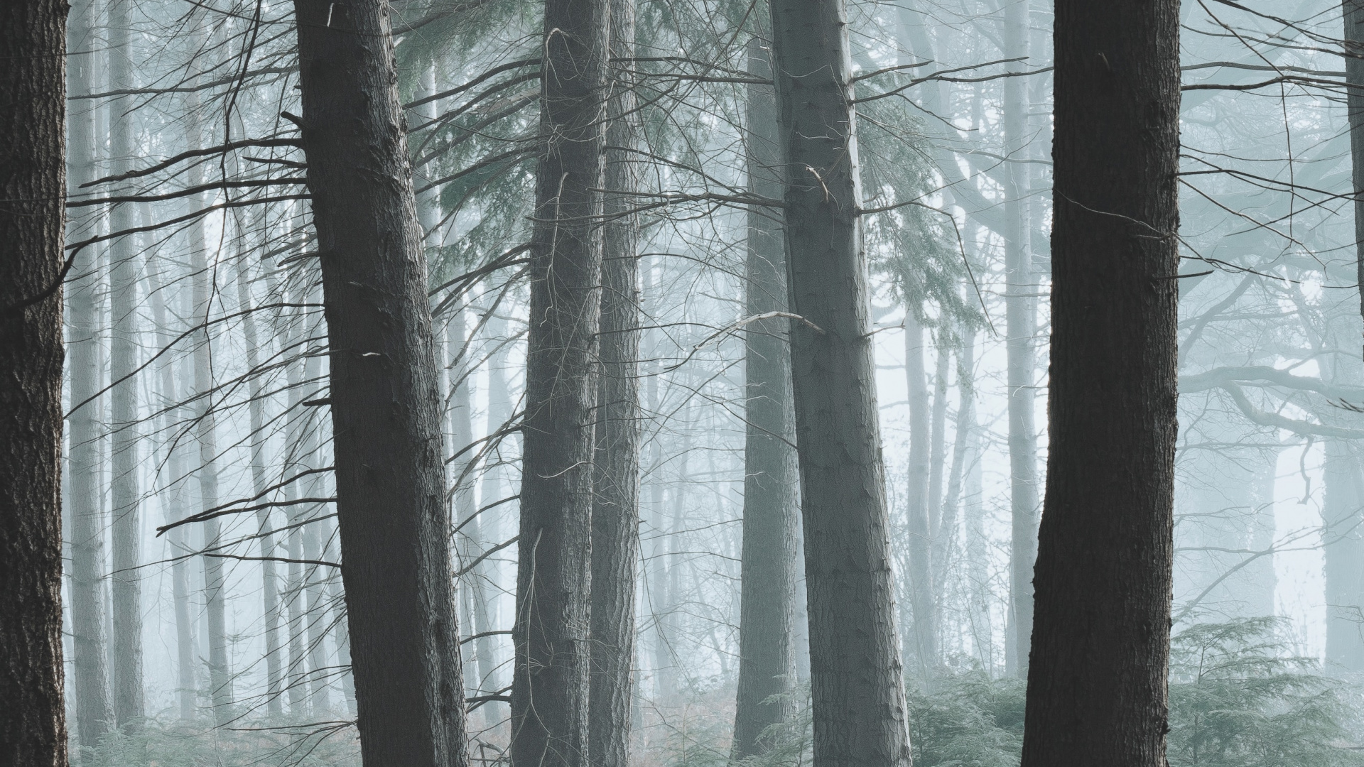 Baum, Wald, Natur, Natürlichen Umgebung, Nördlichen Hartholz-Wald. Wallpaper in 1920x1080 Resolution