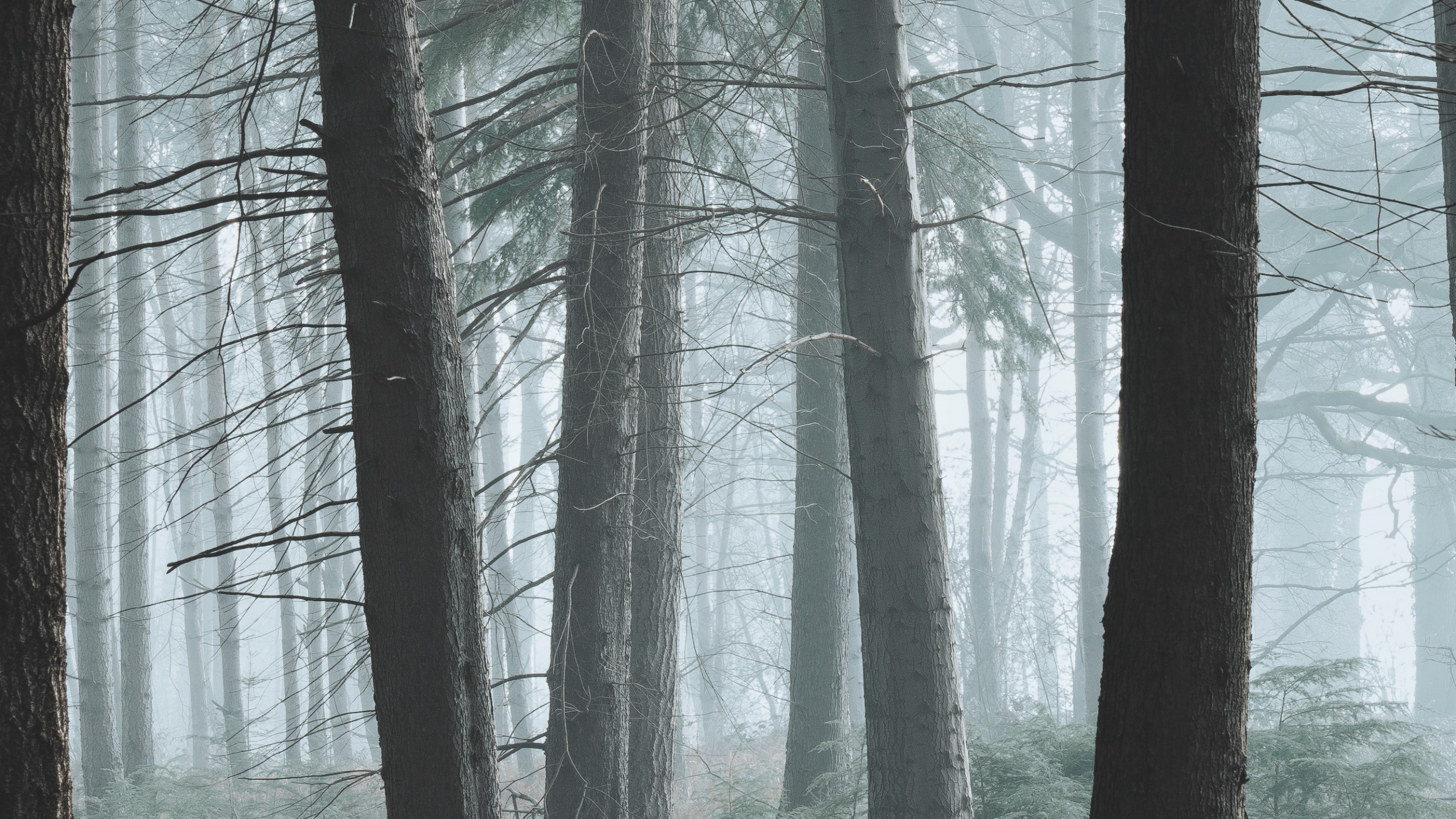 Baum, Wald, Natur, Natürlichen Umgebung, Nördlichen Hartholz-Wald. Wallpaper in 2560x1440 Resolution