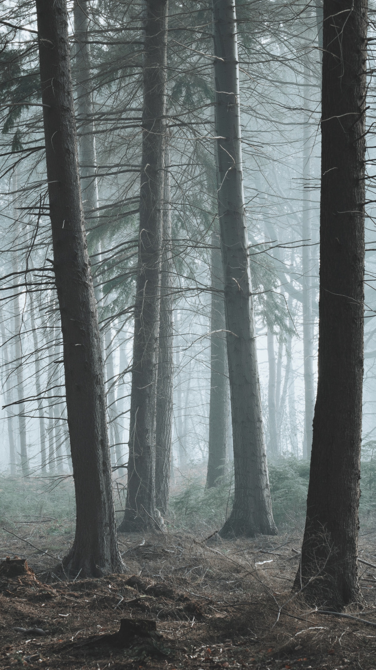 Baum, Wald, Natur, Natürlichen Umgebung, Nördlichen Hartholz-Wald. Wallpaper in 750x1334 Resolution