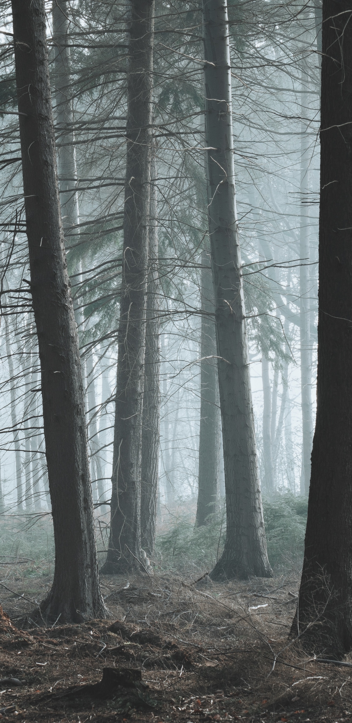 Tree, Forest, Woodland, Nature, Natural Environment. Wallpaper in 1440x2960 Resolution