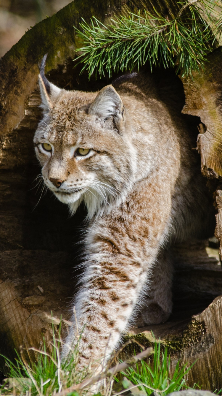 野猫, 猫科, 猞猁, 陆地动物, 野生动物 壁纸 750x1334 允许