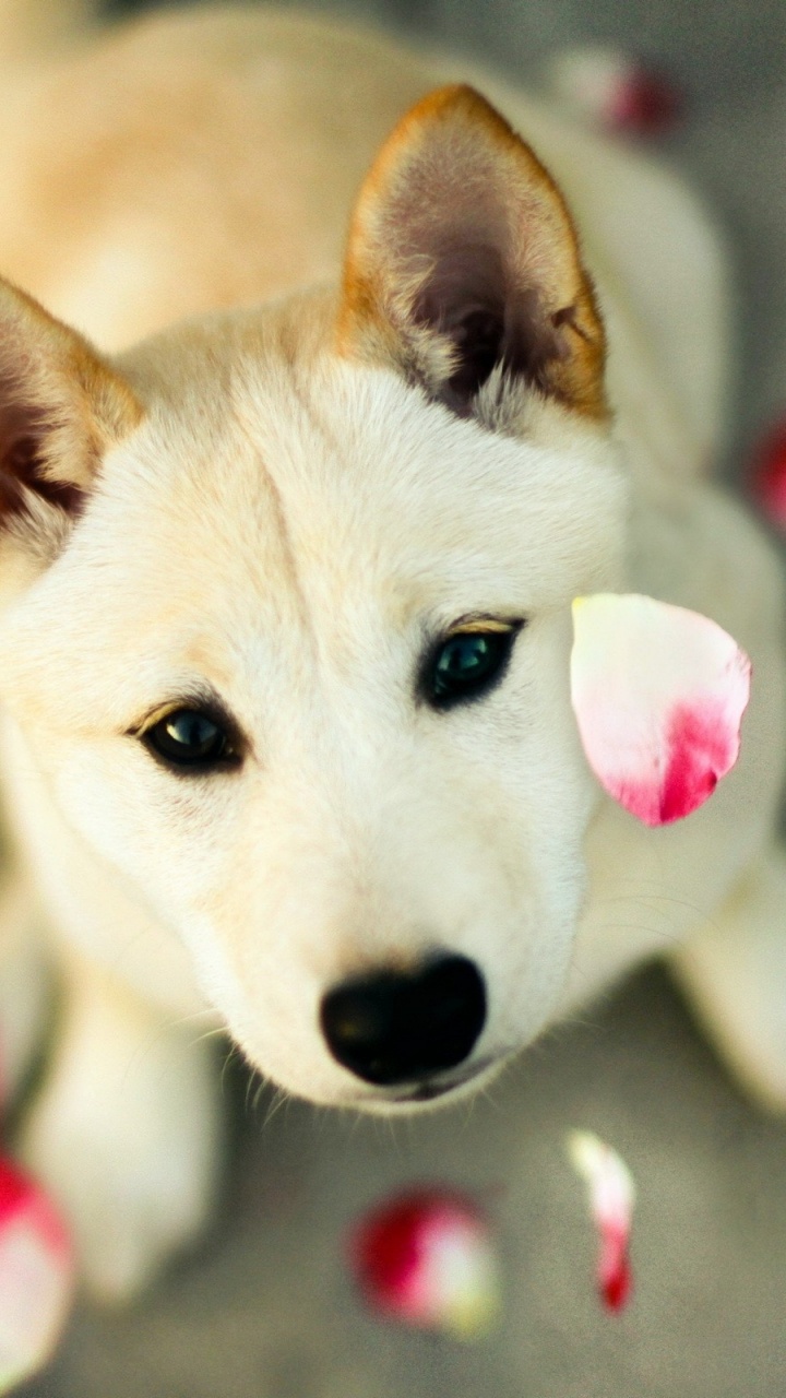Perro de Pelo Corto Blanco Sobre Textil Gris. Wallpaper in 720x1280 Resolution