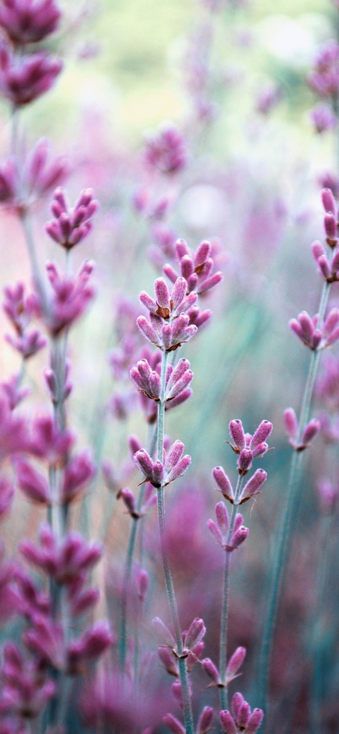 Lavanda, la Floración de la Planta, Rosa, Morado, Primavera. Wallpaper in 1125x2436 Resolution