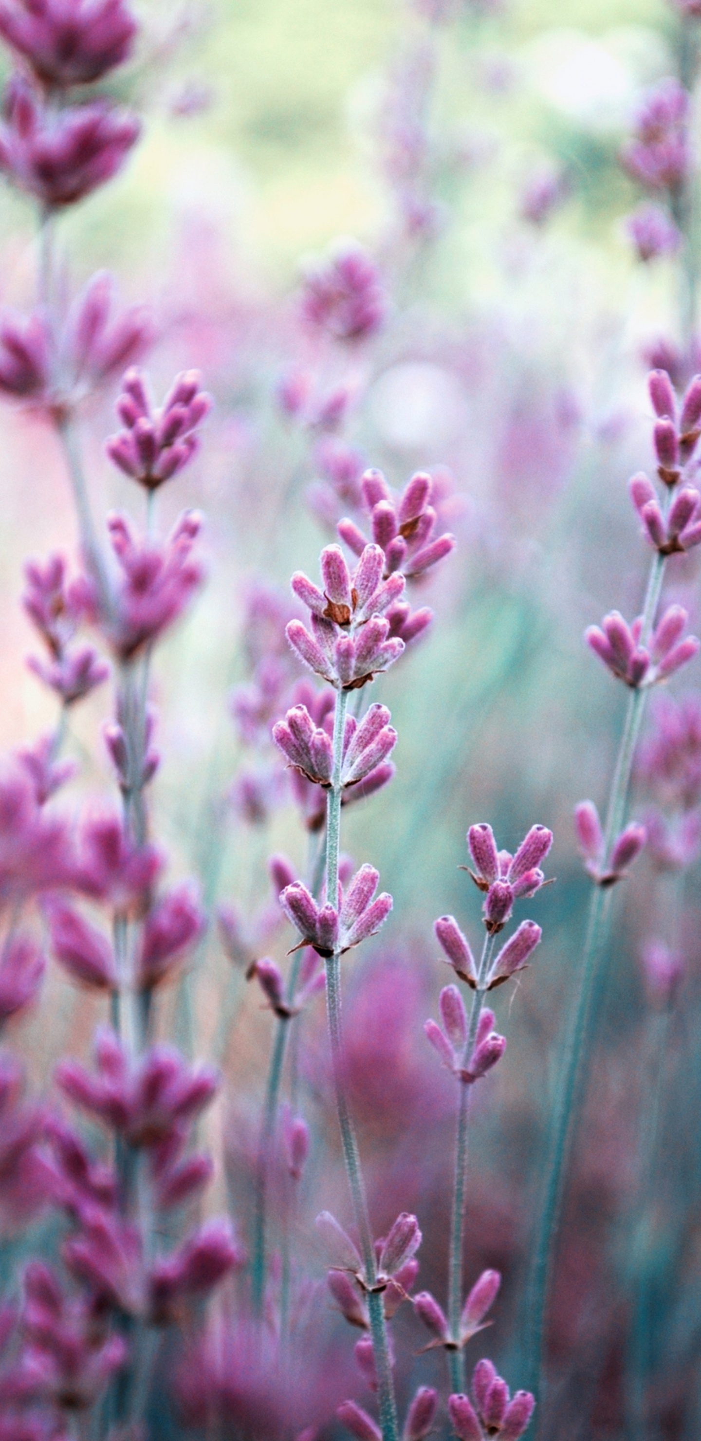 Lavande, la Floraison de la Plante, Pink, Purple, Printemps. Wallpaper in 1440x2960 Resolution