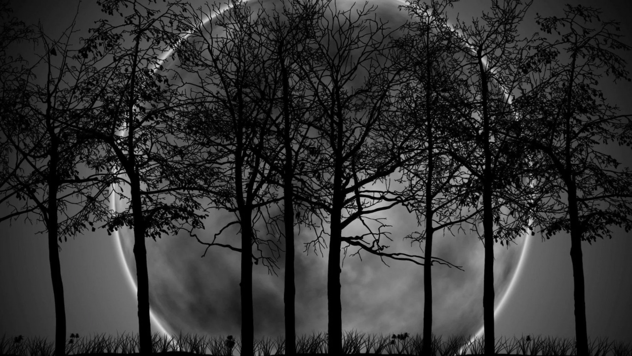 Fresque, Atmosphère, Paysage Naturel, Rameau, Noir et Blanc. Wallpaper in 1280x720 Resolution