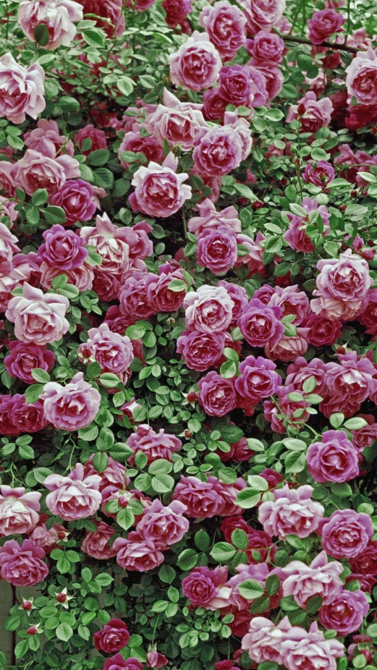 Rosa Und Weißes Blumenfeld. Wallpaper in 750x1334 Resolution