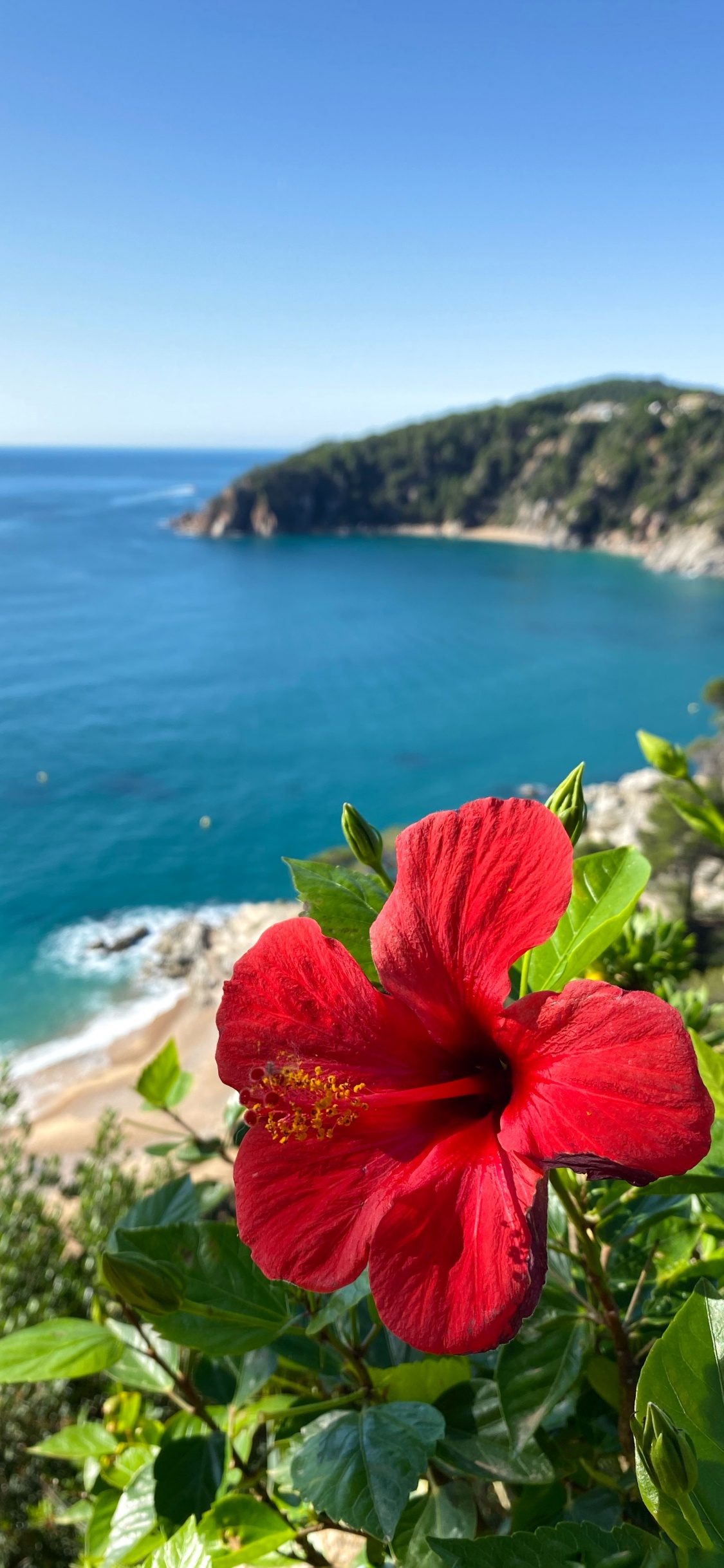 la Vegetación, Montaje de Escenografía, Hibiscus, Malvas, Cuerpo de Agua. Wallpaper in 1125x2436 Resolution