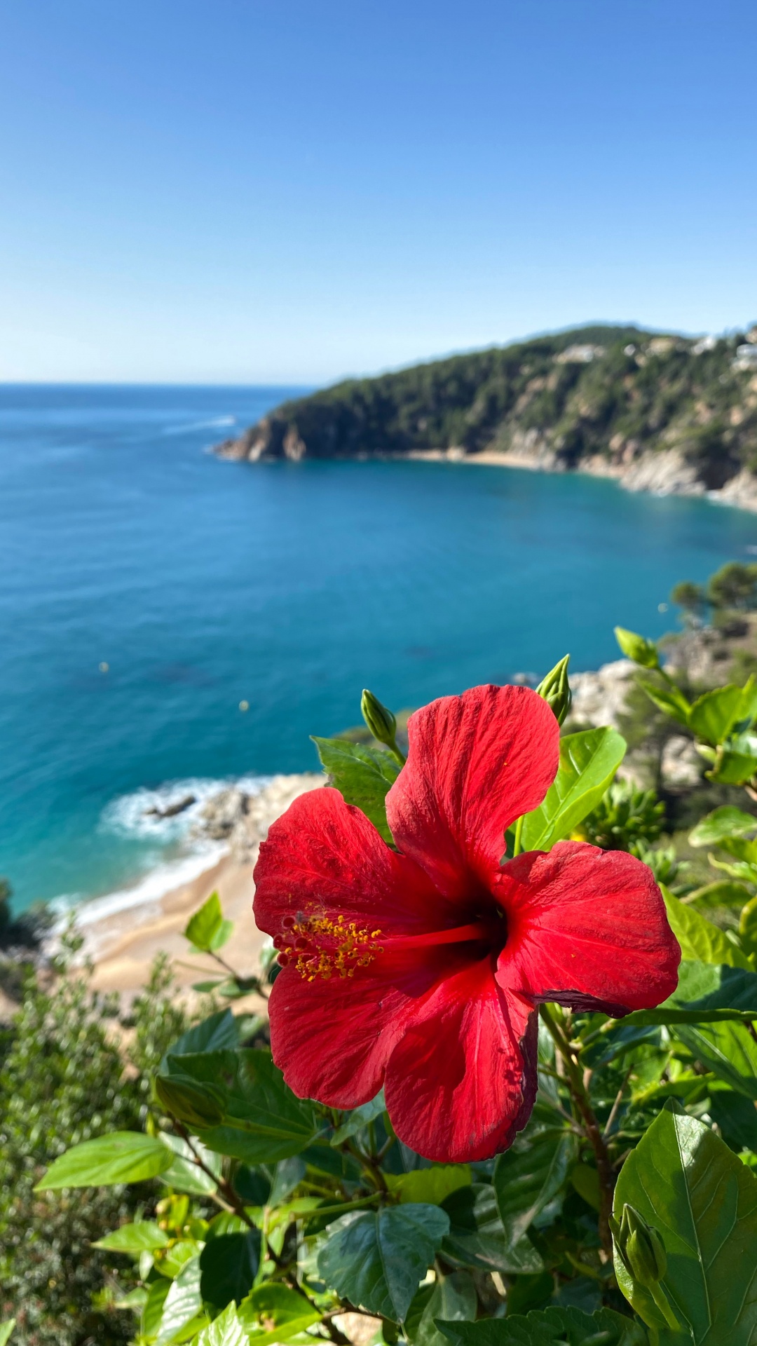 Vegetation, Mount Scenery, Hibiscus, Mallows, Body of Water. Wallpaper in 1080x1920 Resolution
