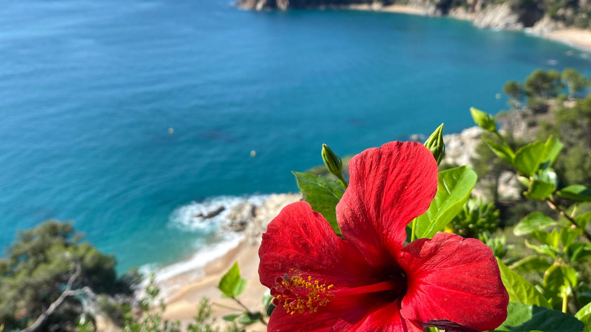 Végétation, Mount Scenery, Hibiscus, Mauve, Corps de L'eau. Wallpaper in 1920x1080 Resolution