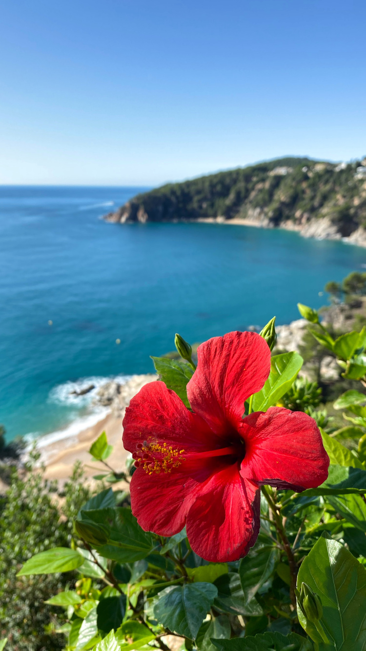 Vegetation, Mount Scenery, Hibiskus, Malve, Gewässer. Wallpaper in 750x1334 Resolution