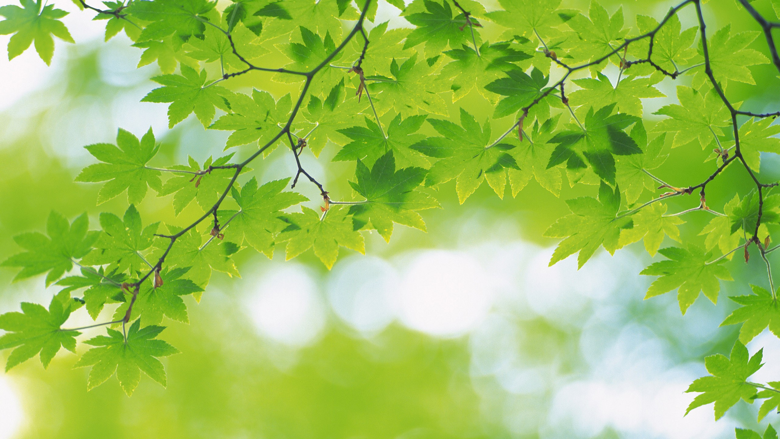 Hojas Verdes en la Lente de Cambio de Inclinación. Wallpaper in 2560x1440 Resolution