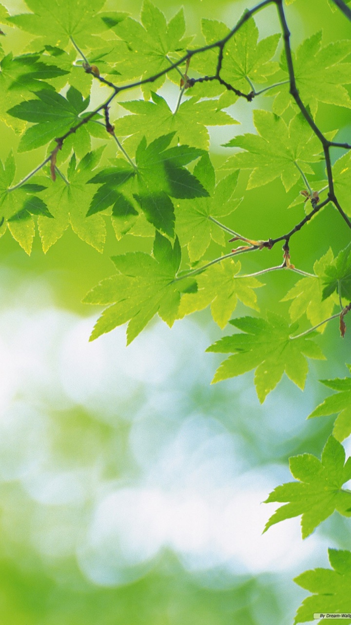 Green Leaves in Tilt Shift Lens. Wallpaper in 720x1280 Resolution