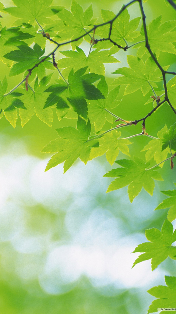 Grüne Blätter in Tilt-Shift-Linse. Wallpaper in 750x1334 Resolution