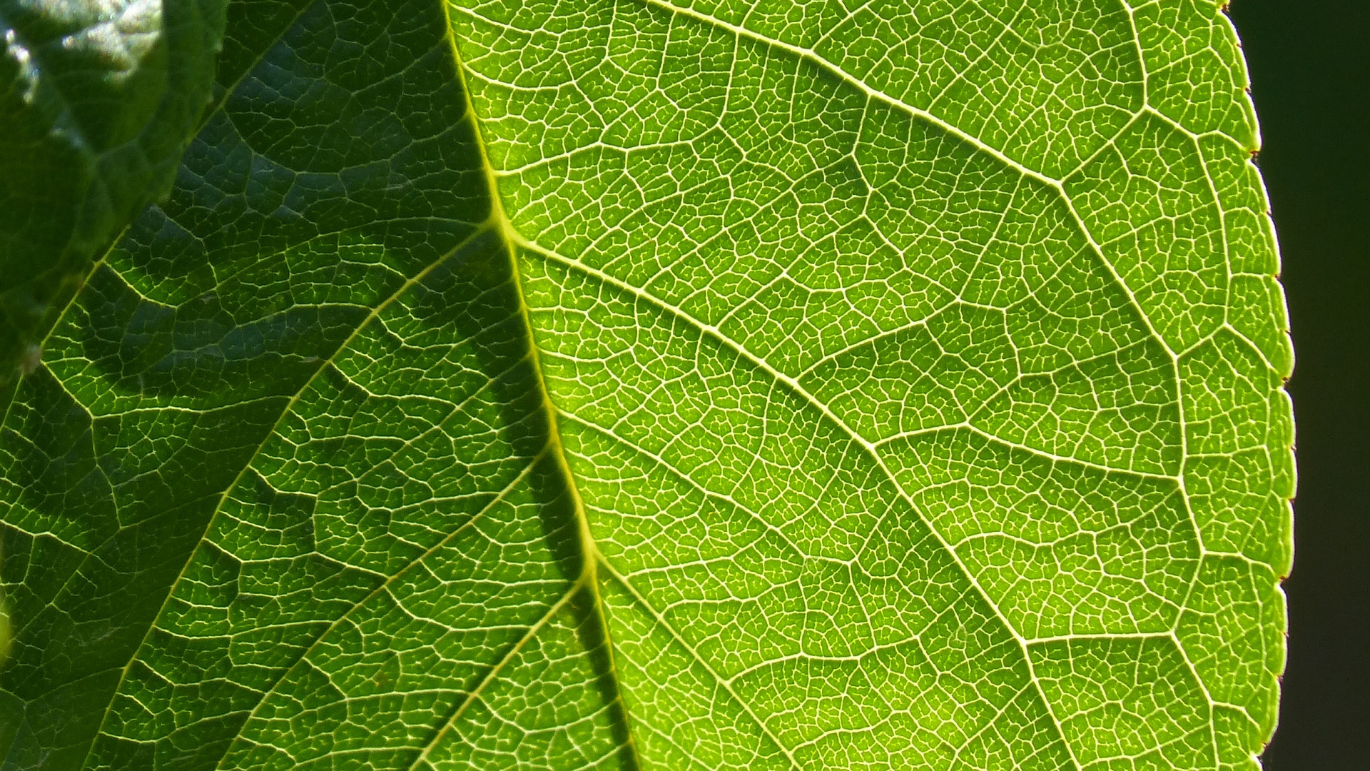 Hoja Verde en Fotografía de Cerca. Wallpaper in 1920x1080 Resolution