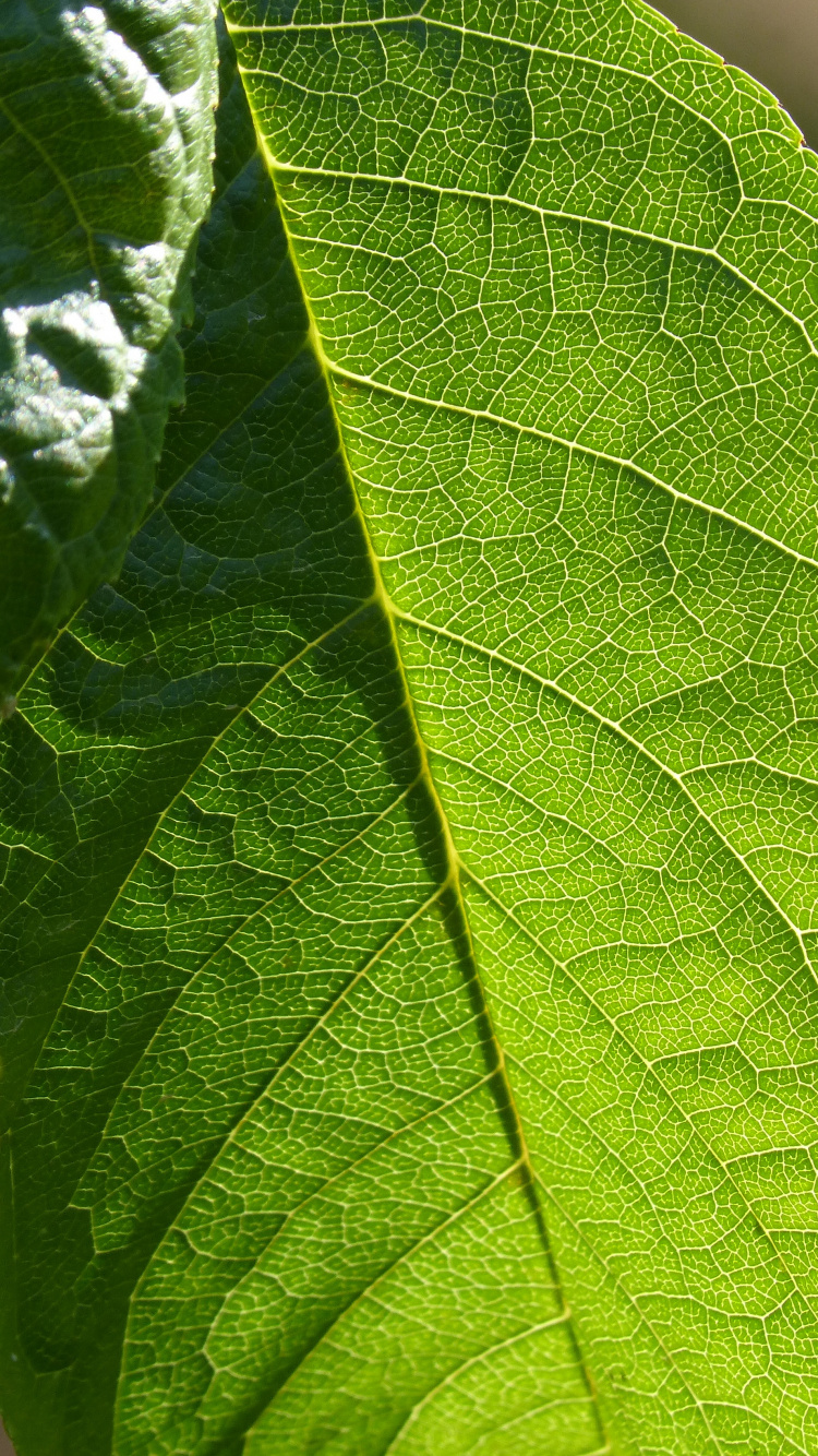 Feuille Verte en Photographie Rapprochée. Wallpaper in 750x1334 Resolution