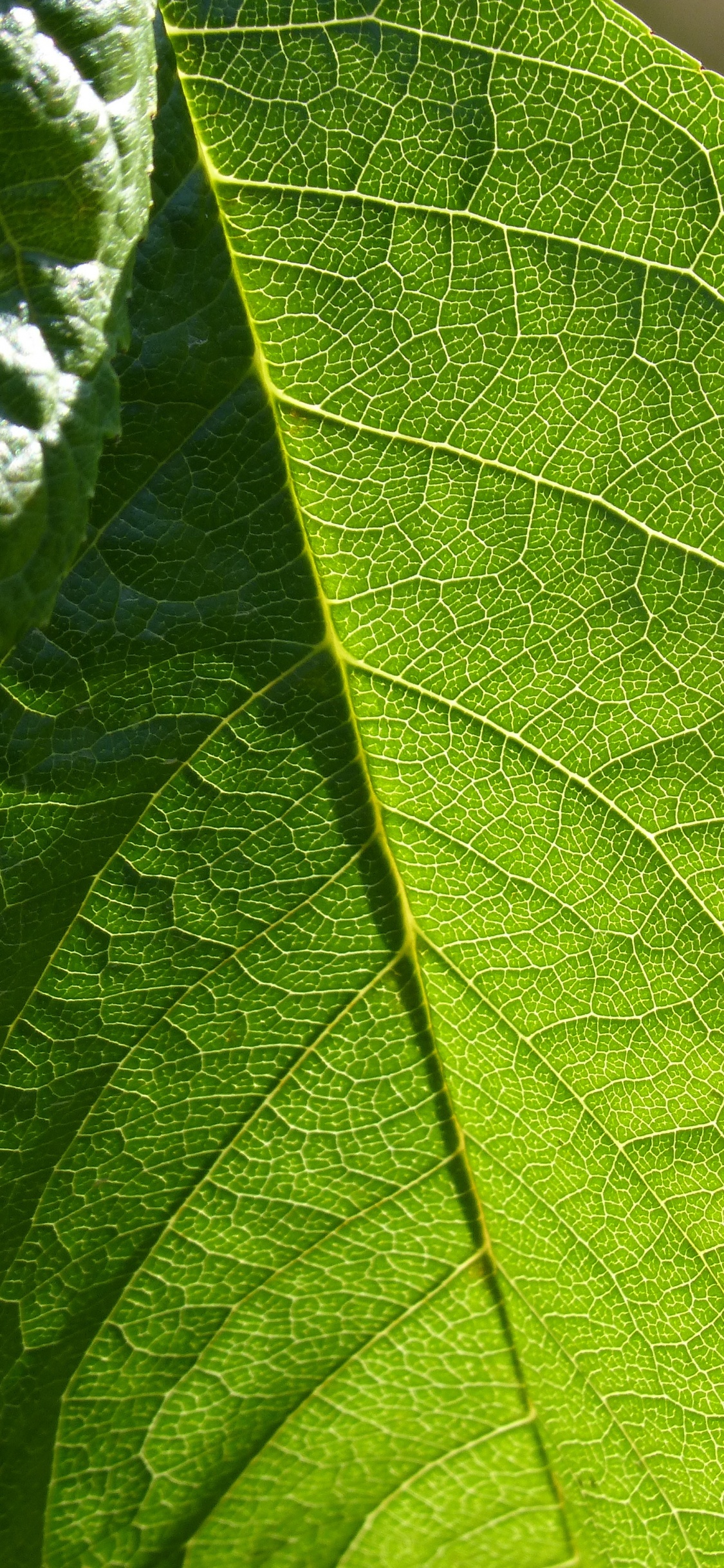 Green Leaf in Close up Photography. Wallpaper in 1125x2436 Resolution