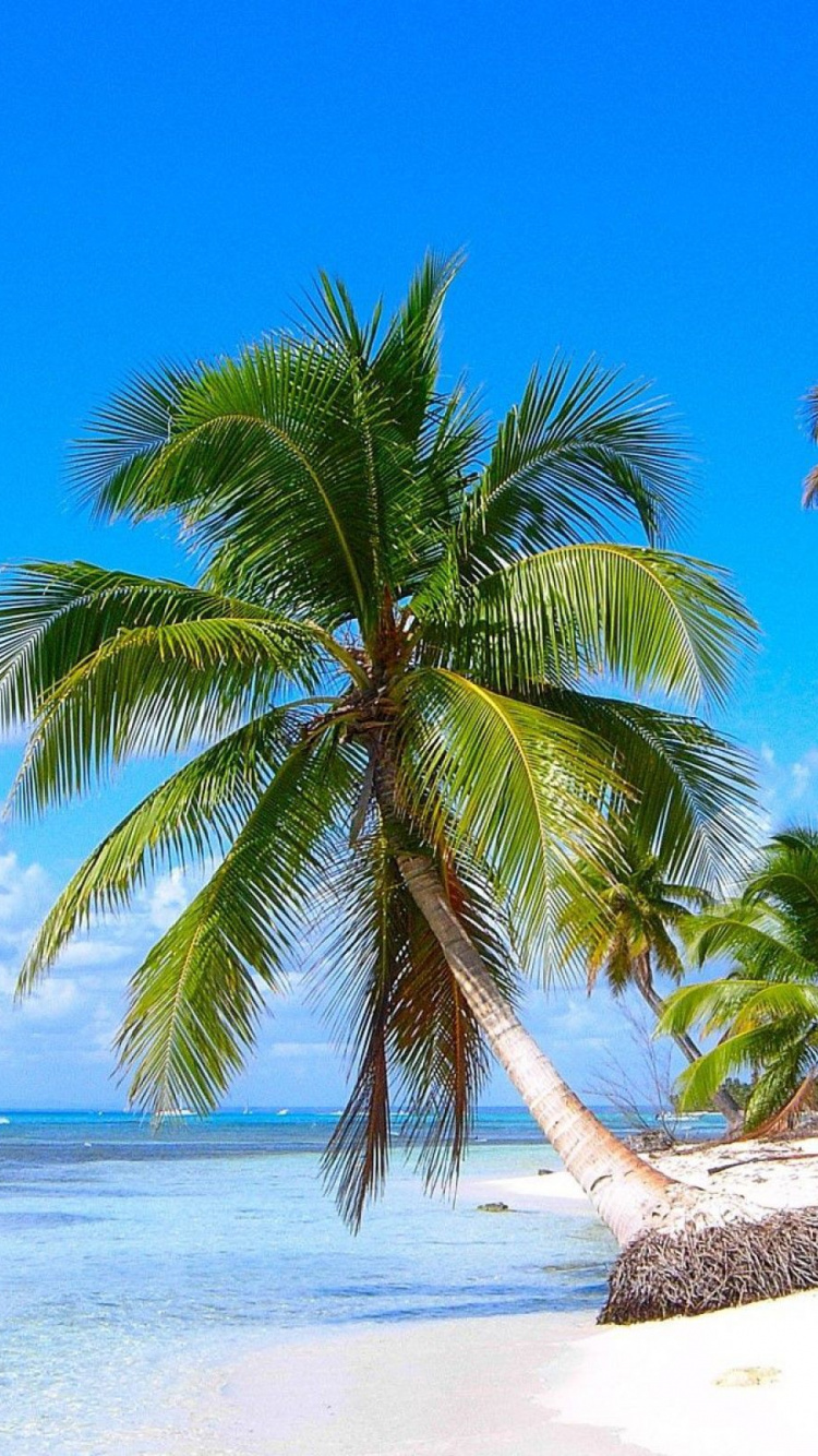 Punta Cana, 热带地区, 加勒比, 植被, 岸边 壁纸 750x1334 允许