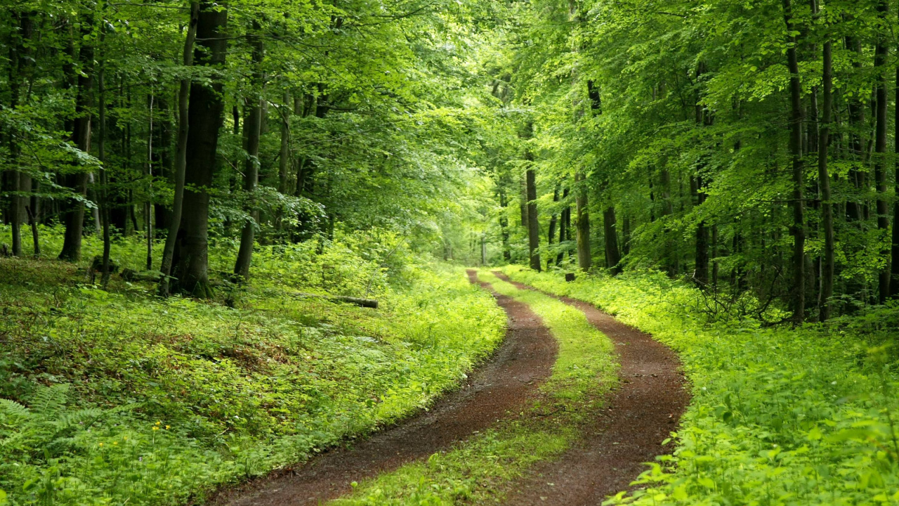 Green Trees and Brown Dirt Road. Wallpaper in 1280x720 Resolution