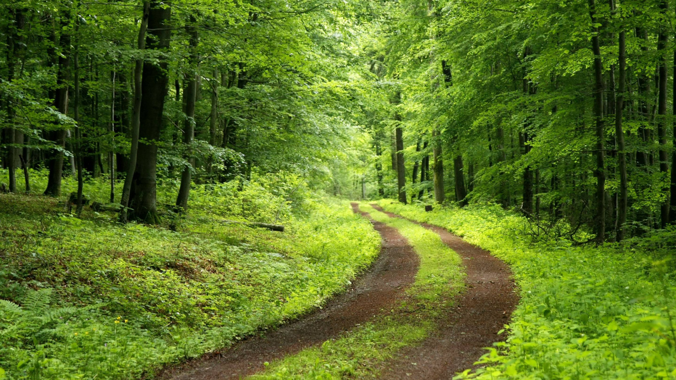 Green Trees and Brown Dirt Road. Wallpaper in 1366x768 Resolution