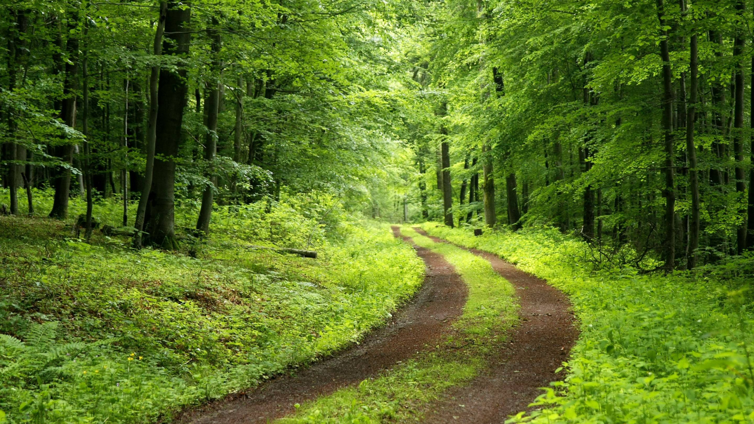 Green Trees and Brown Dirt Road. Wallpaper in 2560x1440 Resolution