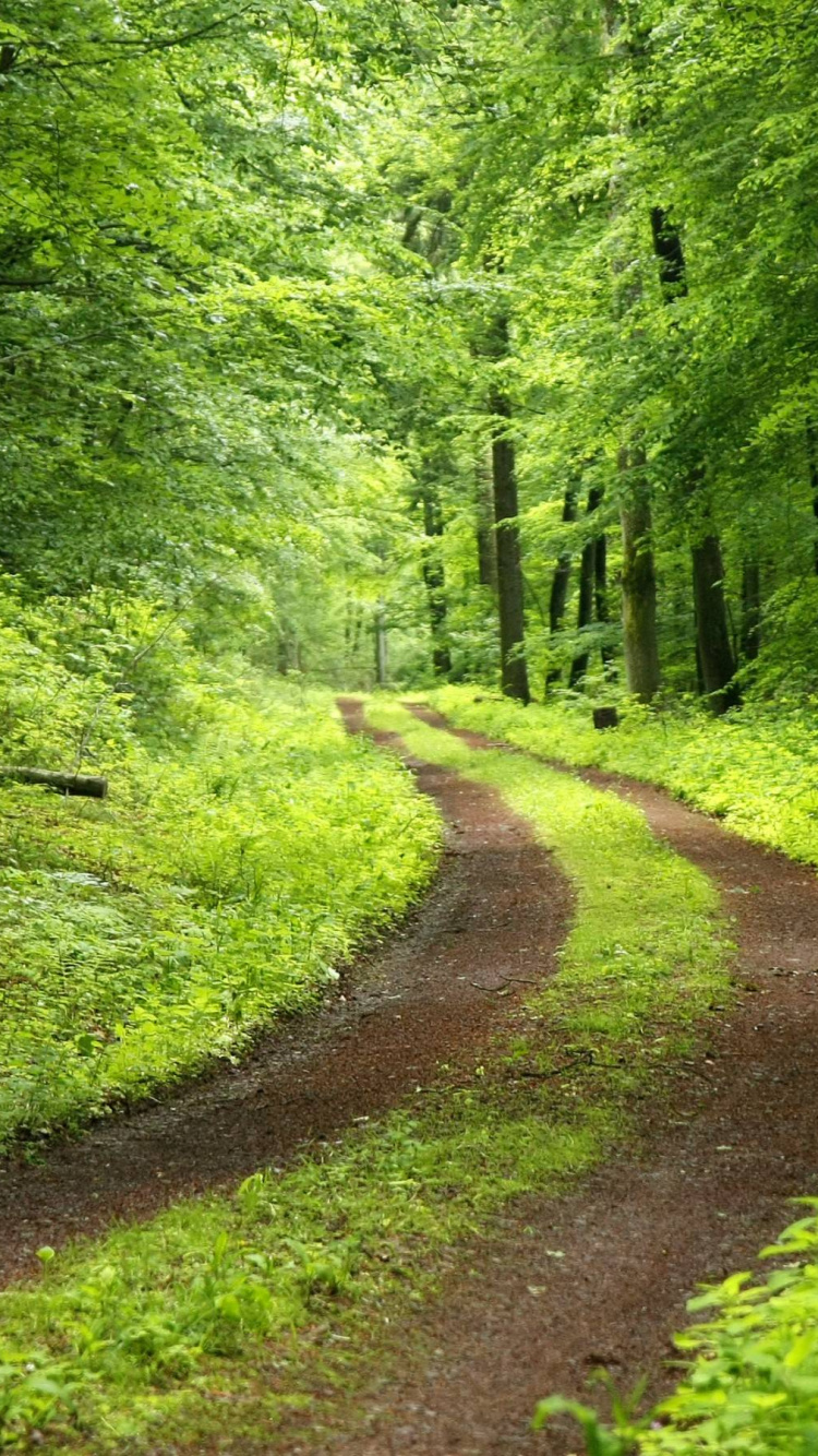 Green Trees and Brown Dirt Road. Wallpaper in 750x1334 Resolution