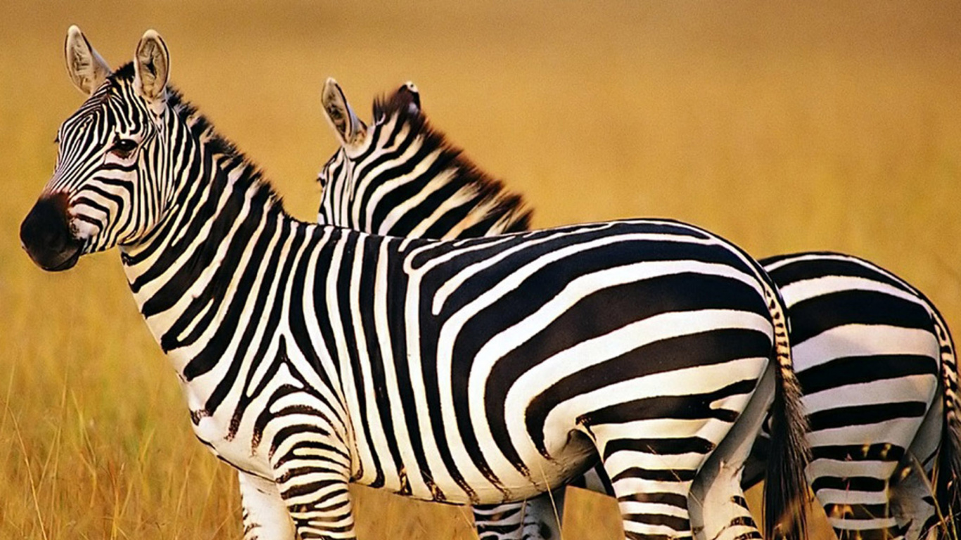 Schwarz-Weiß-Zebra Auf Brauner Wiese Tagsüber During. Wallpaper in 1366x768 Resolution