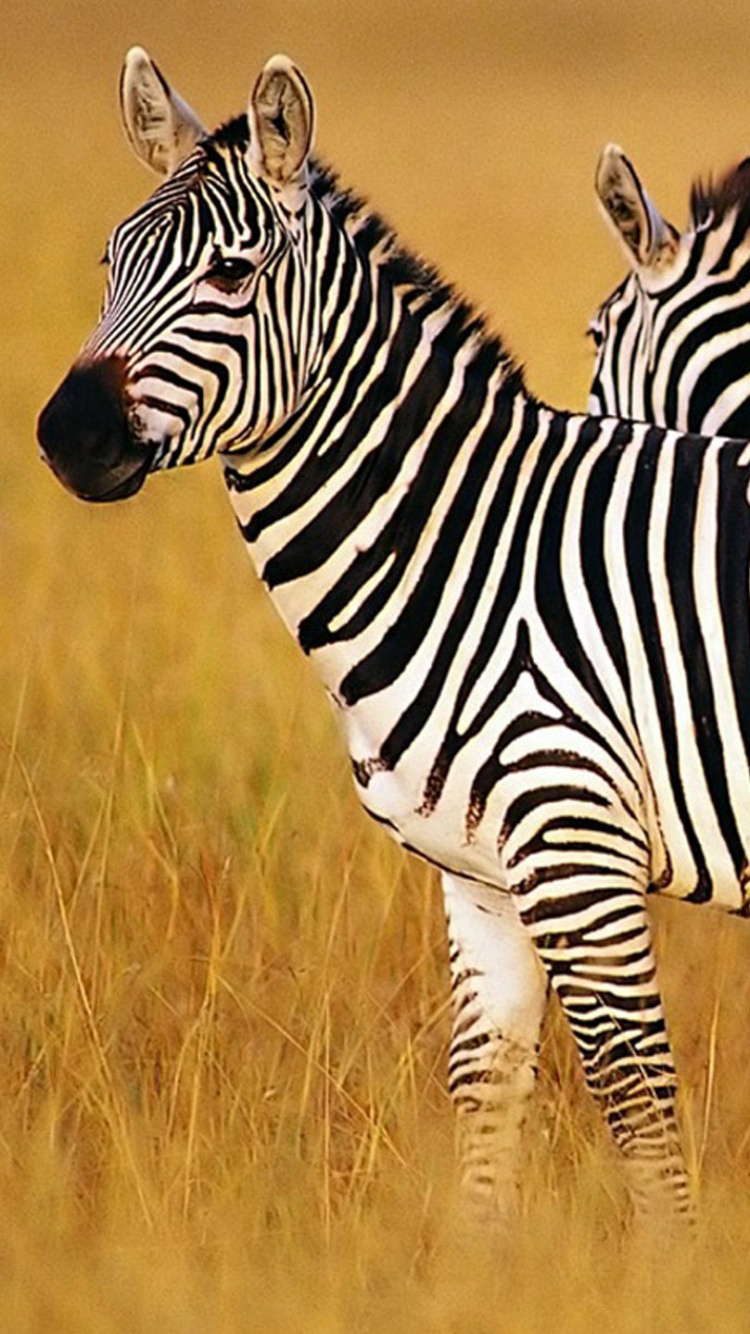 Schwarz-Weiß-Zebra Auf Brauner Wiese Tagsüber During. Wallpaper in 750x1334 Resolution