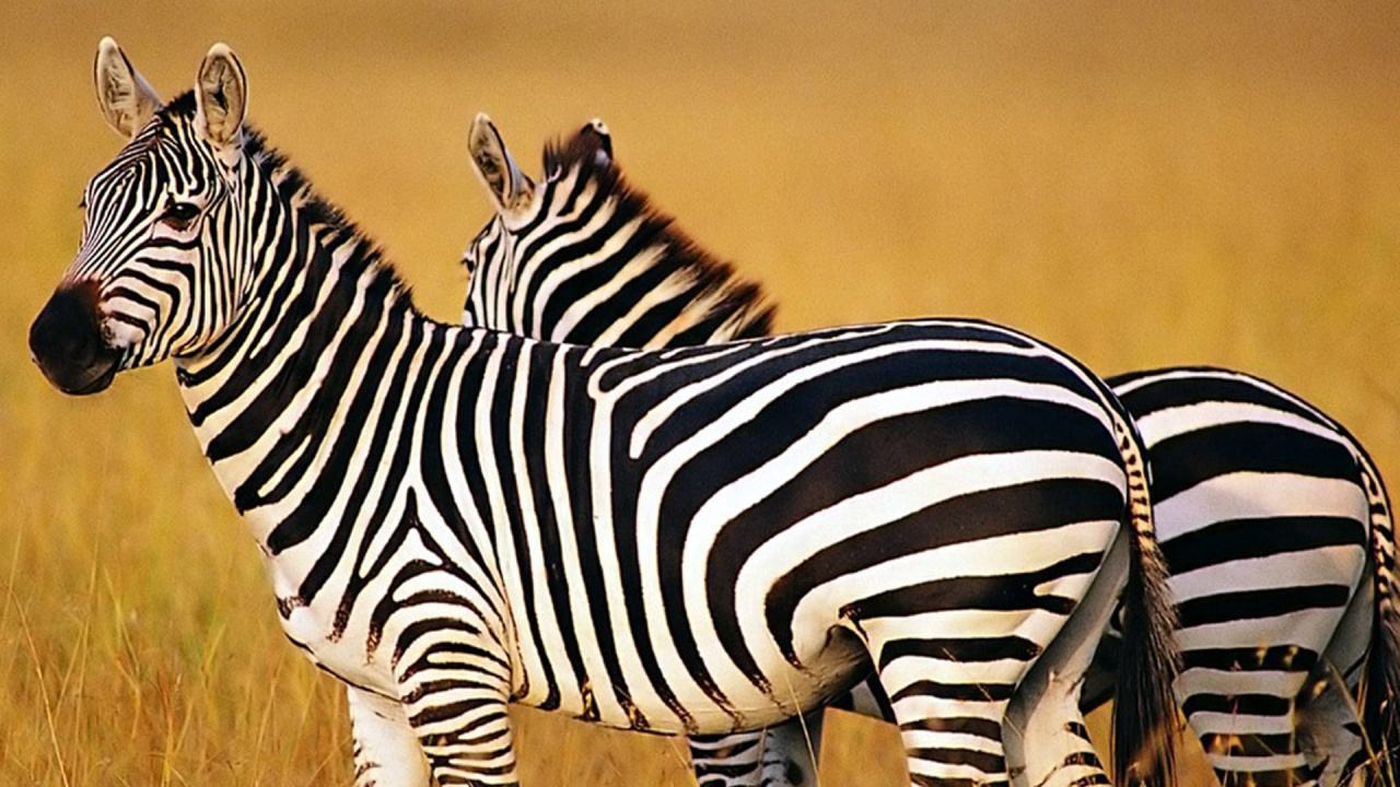Black and White Zebra on Brown Grass Field During Daytime. Wallpaper in 1280x720 Resolution