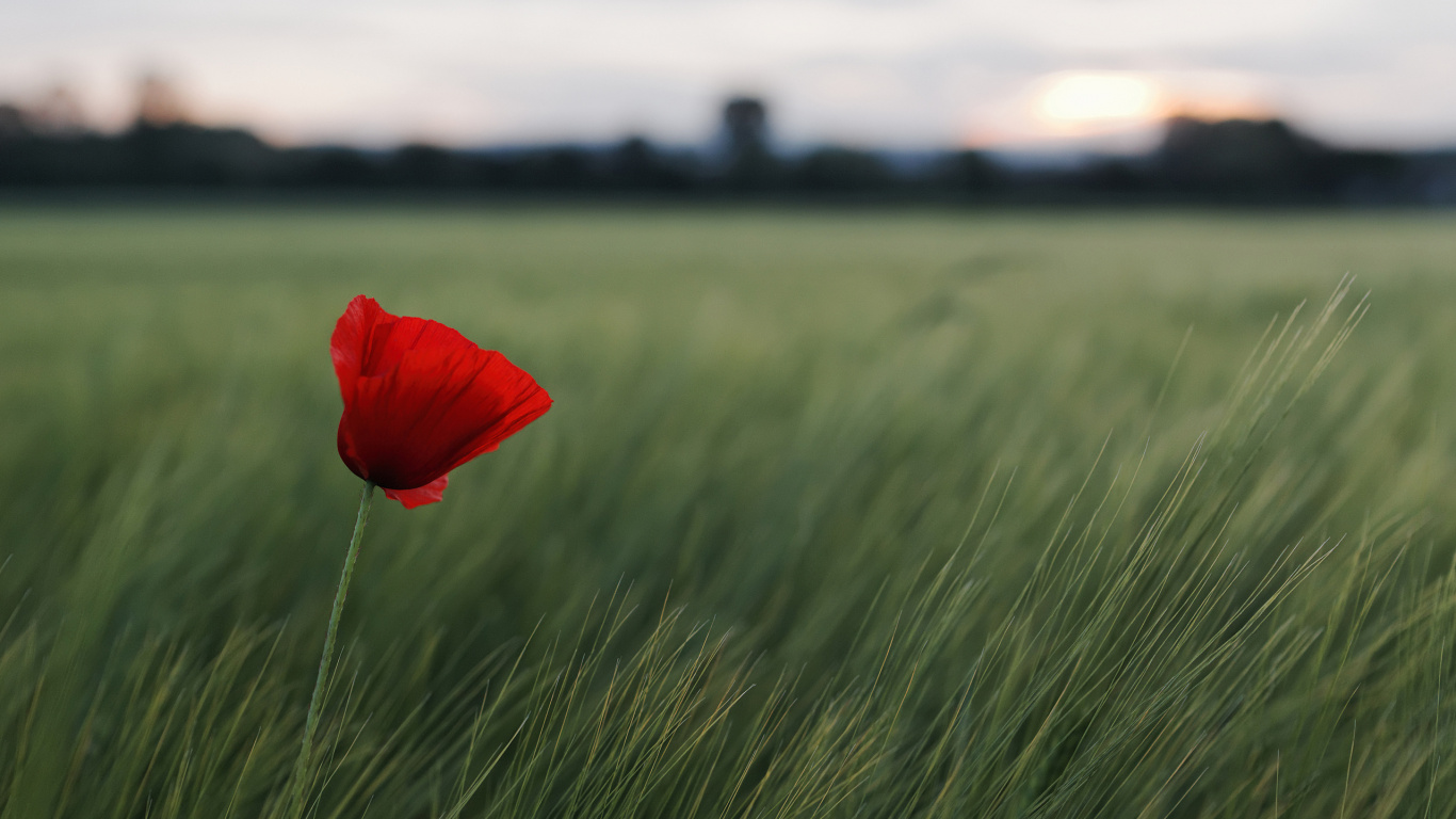 Rote Blume Auf Grünem Grasfeld Tagsüber Grass. Wallpaper in 1366x768 Resolution