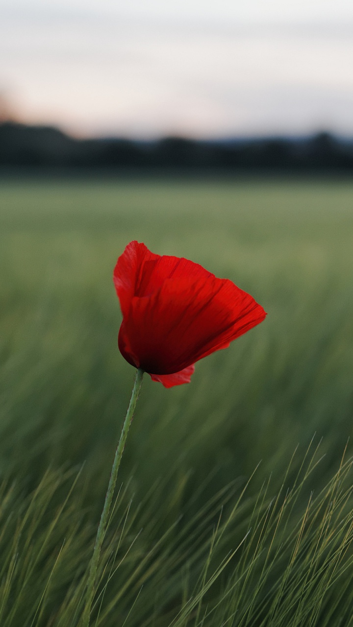 Rote Blume Auf Grünem Grasfeld Tagsüber Grass. Wallpaper in 720x1280 Resolution