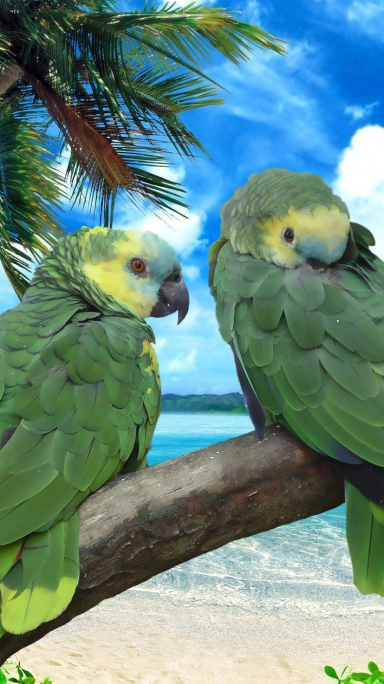 Oiseau Vert et Blanc Sur un Bâton en Bois Marron Près de la Mer Pendant la Journée. Wallpaper in 750x1334 Resolution