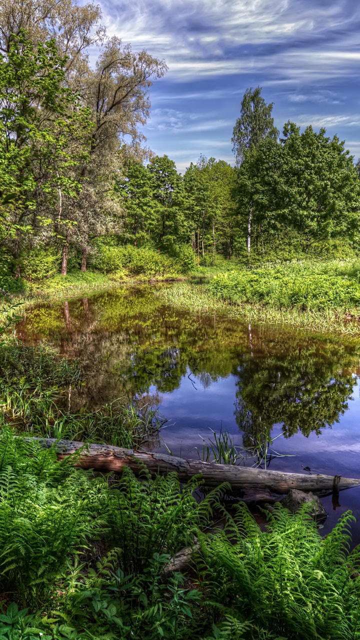 Green Trees Beside River Under Blue Sky During Daytime. Wallpaper in 720x1280 Resolution