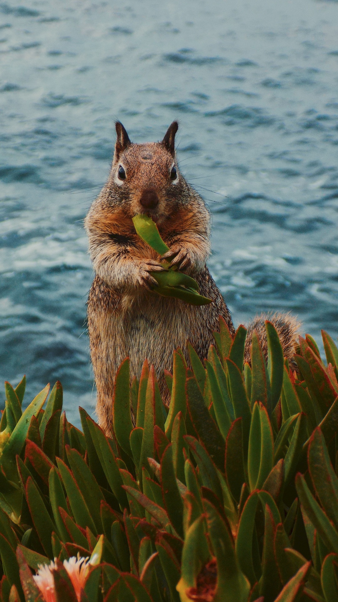 Brown Squirrel on Green Plant Near Body of Water During Daytime. Wallpaper in 1080x1920 Resolution