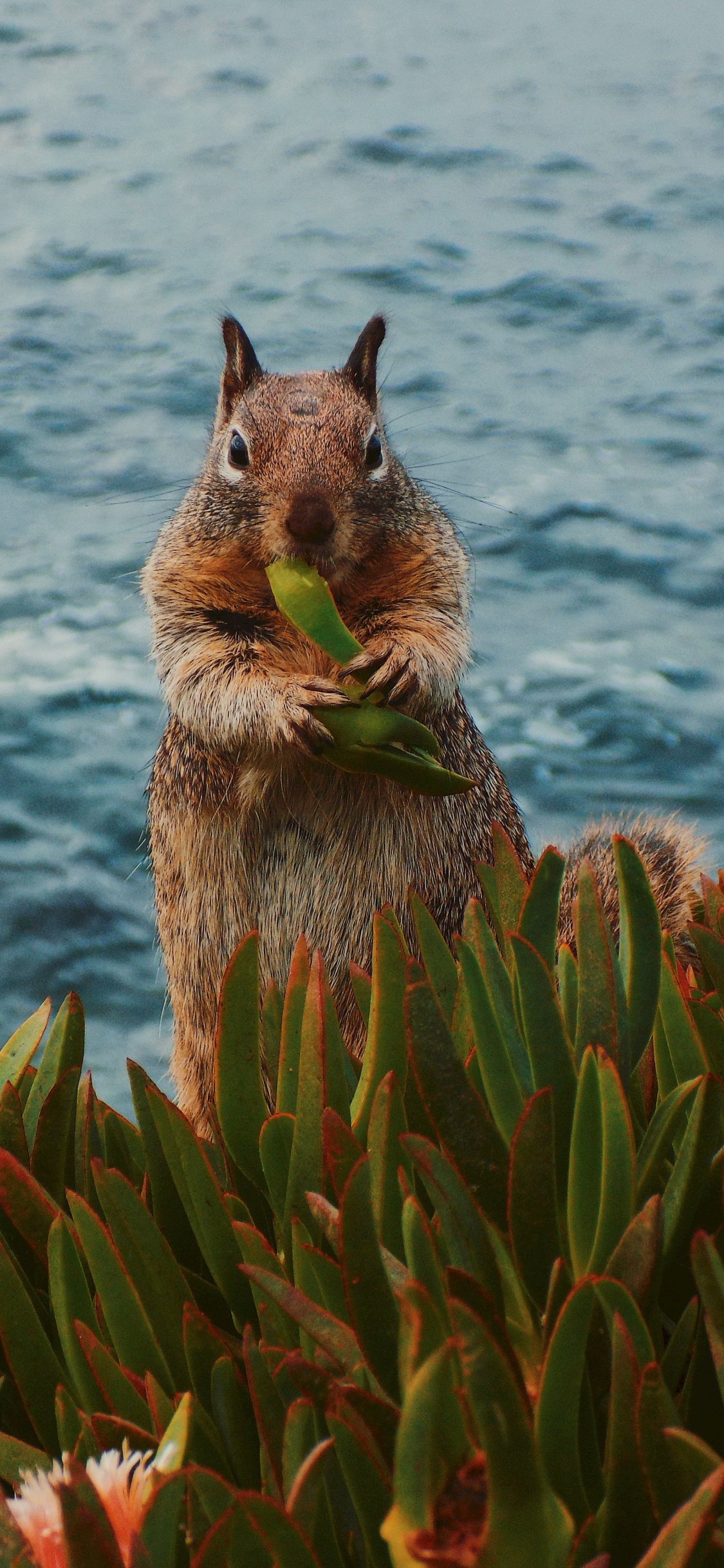 Brown Squirrel on Green Plant Near Body of Water During Daytime. Wallpaper in 1125x2436 Resolution